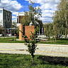 В Саратовской области прогнозируют дождь с грозой и 29 градусов тепла 
